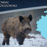 ASF na Podkarpaciu – rozporządzenie wojewody. Część powiatu rzeszowskiego w strefie zakażonej