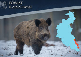 ASF na Podkarpaciu – rozporządzenie wojewody. Część powiatu rzeszowskiego w strefie zakażonej