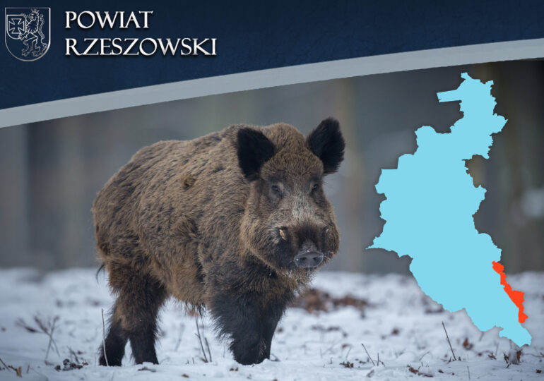 ASF na Podkarpaciu – rozporządzenie wojewody. Część powiatu rzeszowskiego w strefie zakażonej
