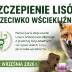 Jesienna akcja szczepienia lisów przeciwko wściekliźnie