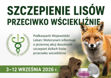 Jesienna akcja szczepienia lisów przeciwko wściekliźnie