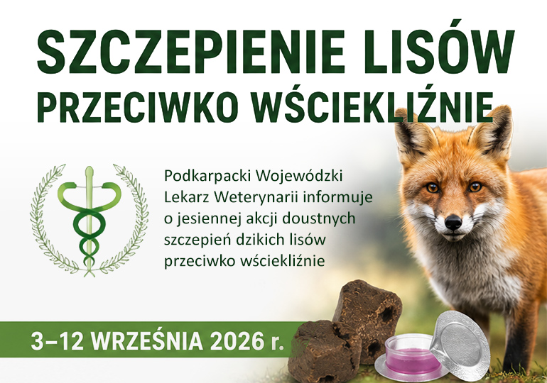 Jesienna akcja szczepienia lisów przeciwko wściekliźnie